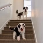Walter & Archie - @walter_and_archie - Instagram