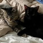 Walter & Archie - @thecatsinevanston - Instagram