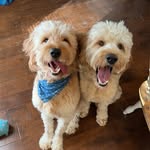 Walter and Archie - @mr.walter_sir.archie - Instagram