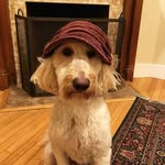 walter and archie - @walterdoodle_and_archie - Instagram