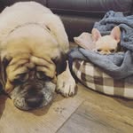 Walter hank stella archie - @adventures_of_w._h._s._a - Instagram