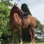 𝐅𝐚𝐧𝐬 𝐝𝐞 𝐖𝐚𝐥𝐭𝐞𝐫🐴 - @walter_.army - Instagram