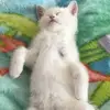 join the Walter army - @badcontent538620 - TikTok
