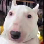 @mini_walter_army - Instagram