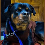 Walter ( army ruler ) ❤️ - @rottweiler_is_faster_ - Instagram