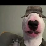 Walter - @walter_the_army_dog - Instagram