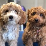 Arthur-Walter Atkinson - @arthur_the_apricot_cockapoo - Instagram