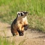 Walter Badger - @walterbadger - Instagram