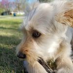 Walter the Goldendoodle - @walter.bartholomew.doodle - Instagram