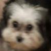 Walter🐕🐶 - @walterbarthvarvoldazarth - TikTok