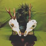 Walter Bayer - @fox3wolke7.net2 - Instagram