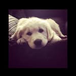 Walter Bean - @wallytheenglishgolden - Instagram