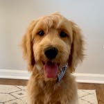 Walter Bean - @walterbeanthedood - Instagram