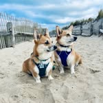 Walter Bean & Clara Bluebell - @walterbeanthecorgi - Instagram