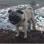 Walter Bean Harris - @_walterthepug - Instagram
