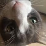 walter_bean_pickles_thecat - @walter_bean_pickles_thecat - Instagram