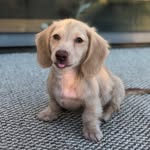 Walter Bean the Ween - @walterbeantheween - Instagram