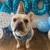 Walter Beans - @dogtor_walterbeans - TikTok