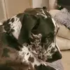 WalterBeans - @walterbeansworld - TikTok