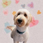 Walter Bear - @walterbeardoodle - Instagram