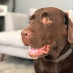 Walter Bear - @walterthechocolatebear - Instagram