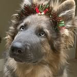 Walter Bear - @walterbeargermanshepherd - Instagram