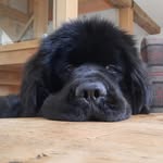 Walter Bear 🐻 - @walter__the_newfiebear - Instagram