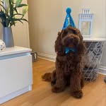 Walter Bear 💙🐻 - @walterbear_thecockapoo - Instagram