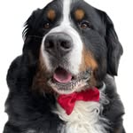 Walter Bear Berner - @walterbearberner - Instagram
