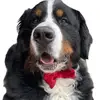 Walter Bear Berner - @walterbearberner - TikTok