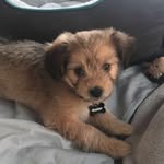 Walter Bear Egolf - @walter.the.pup - Instagram