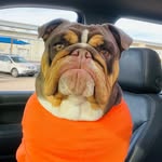 Walter Bear Faultner - @walterbear_bulldog - Instagram
