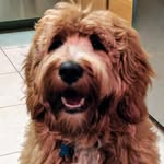 Walter Stowben - @walter_bear_sf - Instagram