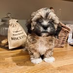 Walter - @walter.bear.watson - Instagram