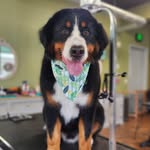 Walter - @walterbearroe - Instagram