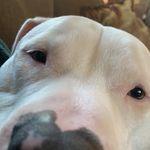 Sir Walter the 3rd - @walter.behnke1 - Instagram