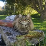Sibiriska katter i norr. Birk, Walter och Belle. - @se_snowseals - Instagram
