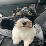 Walter Benedict Thomas - @sirwalter_thebiewer - Instagram
