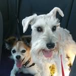 Walter & Brody Bernstein 🐾🐾 - @walterbernstein - Instagram