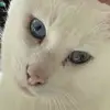Walter Cat Bliss - @waltercat13 - TikTok
