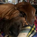 WALTER - @bloodhound_walter - Instagram