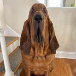 Walter the Bloodhound - @walterthebloodhound21 - Instagram