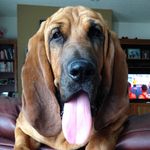 Walter - @walterthebloodhound - Instagram