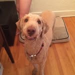 Walter Campbell-Halarides - @walter_bone_lover - Instagram