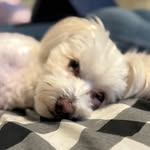 Walter Bonham - @walterthepomeroodle - Instagram