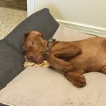 Walter Brashear - @walterthewhviz - Instagram