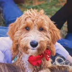 Walter Brecht - @walterthedoodle1 - Instagram
