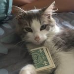 Walter (The Cat) Breese - @walter.meow - Instagram