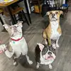 Stinky gangs - @zoeywalterbuford - TikTok