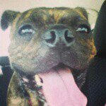 Walter - @walter_thebugg - Instagram